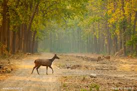 Jim Corbett
